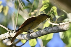 Pachyramphus validus