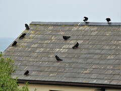 Pyrrhocorax pyrrhocorax pyrrhocorax