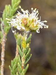 Agathosma asperifolia