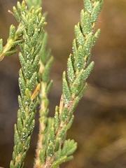 Agathosma asperifolia