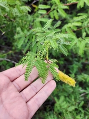 Prosopis pallida