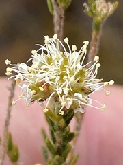 Agathosma asperifolia