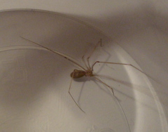 Pholcus