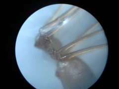 Pholcus