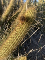 Bergerocactus emoryi