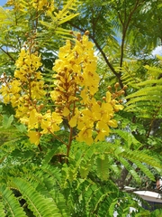 Peltophorum