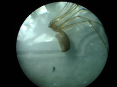Pholcus