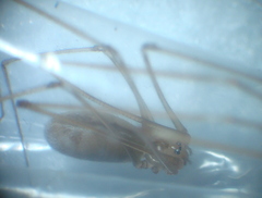 Pholcus