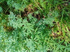Galium intermedium