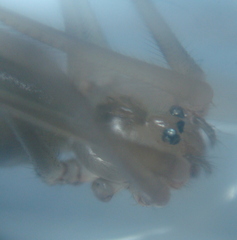 Pholcus