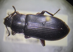 Tenebrioninae
