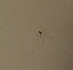 Pholcus