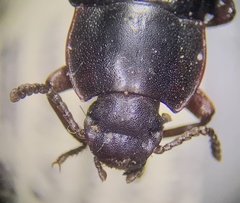 Tenebrioninae