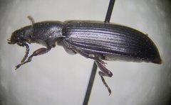 Tenebrioninae