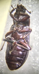 Tenebrioninae