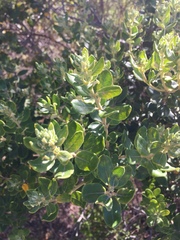 Phylica buxifolia