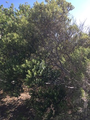 Phylica buxifolia