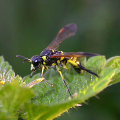 Tenthredo marginella