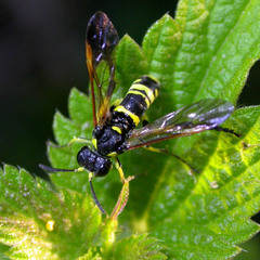 Tenthredo marginella