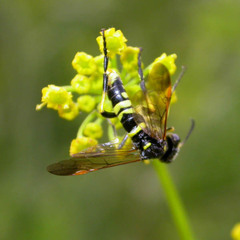 Tenthredo marginella