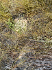 Agathosma asperifolia