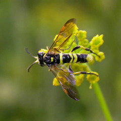 Tenthredo marginella