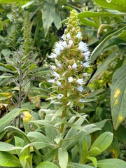 Echium callithyrsum
