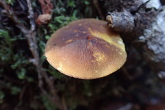 Pluteus romellii