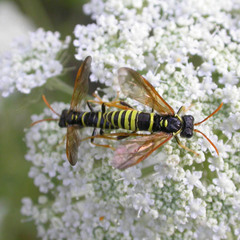 Tenthredo scrophulariae