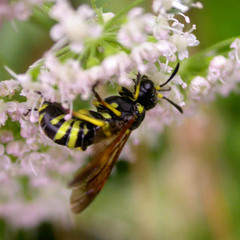 Tenthredo marginella