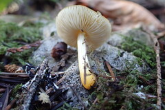 Pluteus romellii
