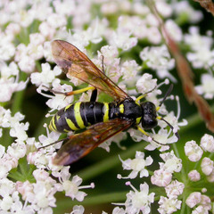 Tenthredo marginella