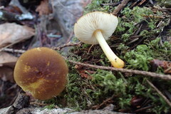 Pluteus romellii