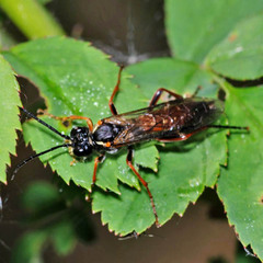 Tenthredo atra
