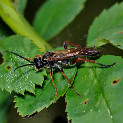 Tenthredo atra