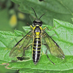 Tenthredo mesomela