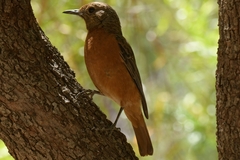 Monticola rupestris