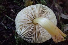 Pluteus romellii