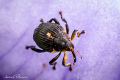 Mononychus punctumalbum