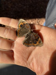 Junonia nigrosuffusa