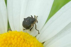 Mononychus punctumalbum