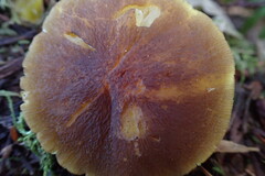 Pluteus romellii