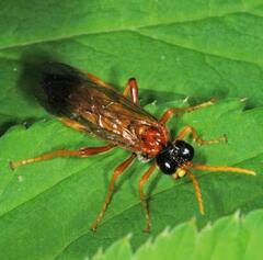 Tenthredo campestris