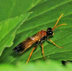 Tenthredo campestris