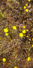 Glebionis coronaria