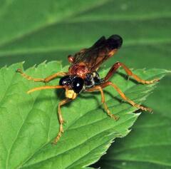 Tenthredo campestris