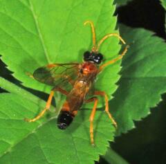 Tenthredo campestris