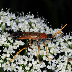 Tenthredo campestris