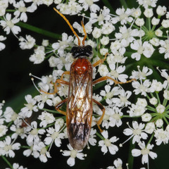 Tenthredo campestris