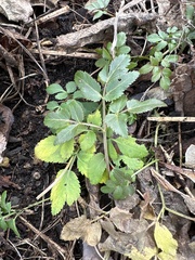 Zizia aurea
